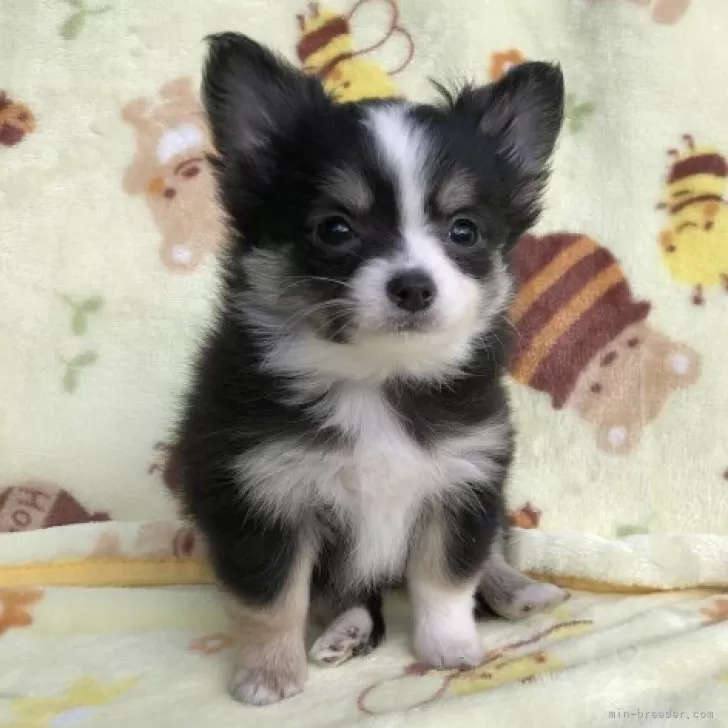 ID：2311-00024の子犬