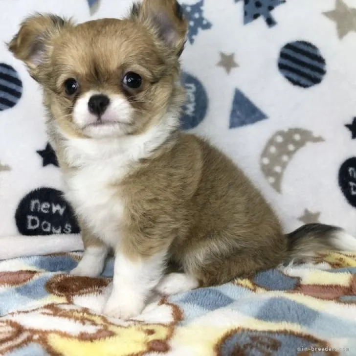 ID:2210-01924の子犬