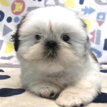 シーズー【千葉県・女の子・2022年7月25日・ホワイト&ゴールド】の写真「甘えん坊ちゃん♡」