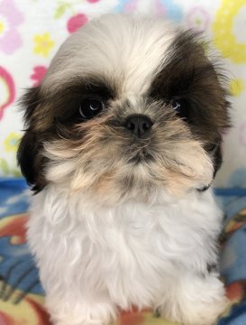 シーズー【千葉県・女の子・2021年11月13日・ホワイトアンドゴールド】の写真「とても小さな可愛い女の子」