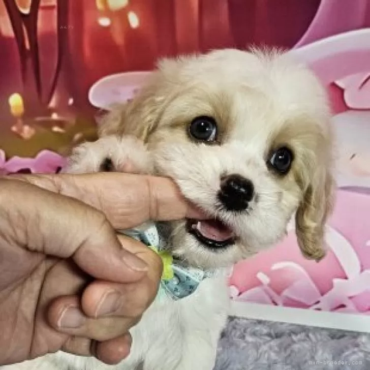 ID：2505-02209の子犬