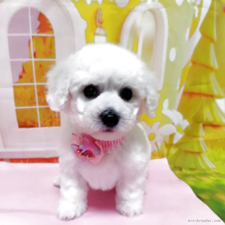 ID:2506-05457の子犬