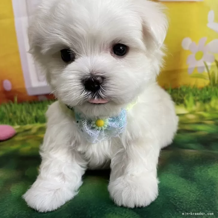 ID：2502-02900の子犬