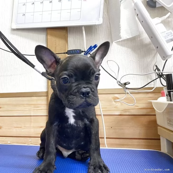 A.Ｉ 様のお迎えした子犬