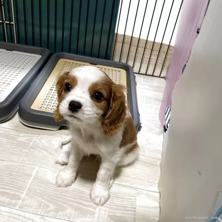 ID：2509-02088の子犬