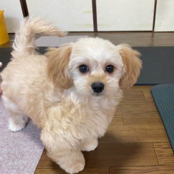 ペキプー(ペキニーズ×トイプードル)【神奈川県・男の子・2024年11月19日・クリーム(ゴールド系)】の写真「3月3日までの販売予定です。m(__)m」
