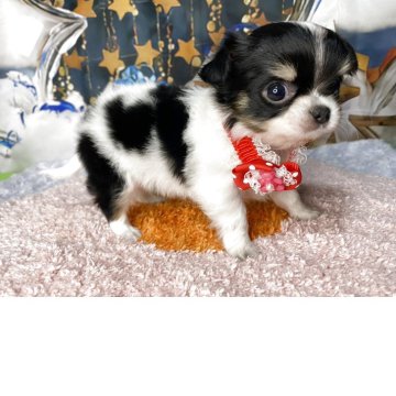 チワワ(ロング)【神奈川県・女の子・2025年9月28日・白黒】の写真「写真更新見て下さいね。」