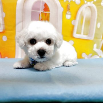 ビションフリーゼ【神奈川県・男の子・2025年5月20日・ホワイト】の写真「遺伝子病DM発症リスクなし７月16日までの見学」