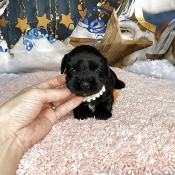 シュナプー(トイプードル×ミニチュアシュナウザー)【神奈川県・女の子・2025年10月23日・ブラック&ホワイト】の写真「❣️とても可愛い4姉妹❣️」