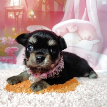 チワワ(ロング)【神奈川県・女の子・2025年9月28日・ブラックタン】の写真「写真更新していきますので、是非見て下さい!」