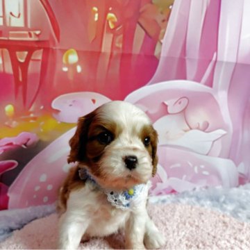 キャバリア【神奈川県・男の子・2025年8月18日・ブレンハイム】の写真「DM 発症リスクなし。写真更新も見て下さいね。」