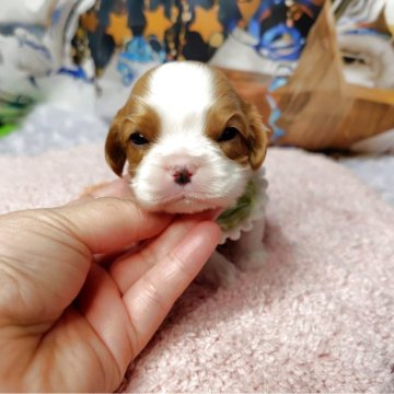 キャバリア【神奈川県・男の子・2025年10月28日・ブレンハイム】の写真「小ぶりタイプのキャバリアちゃん」