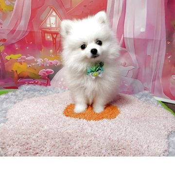 ポメラニアン【神奈川県・男の子・2025年8月30日・クリーム】の写真「❣️元気いっぱい❣️お問い合わせ待ってます。」