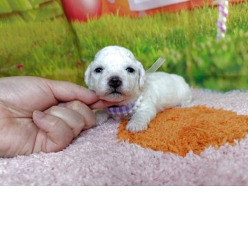 ビションフリーゼ【神奈川県・男の子・2026年2月5日・ホワイト】の写真「写真更新見て下さいね。」