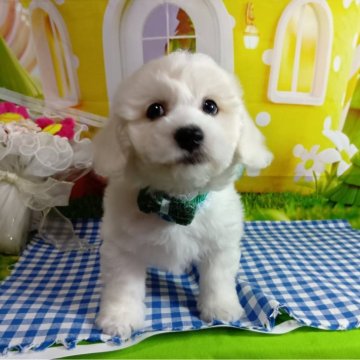 ビションフリーゼ【神奈川県・男の子・2025年1月25日・ホワイト】の写真「可愛くイケメン💞成長中
健康診断問題無し！」