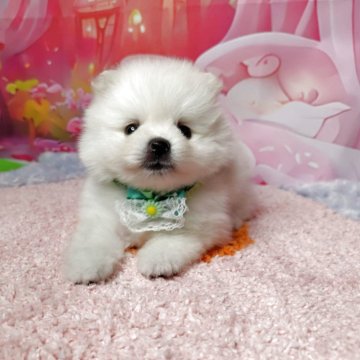 ポメラニアン【神奈川県・男の子・2025年8月30日・クリーム】の写真「これからポメらしく、可愛くなります！」