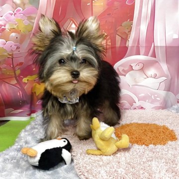 ヨークシャーテリア【神奈川県・男の子・2025年7月18日・スチールブルータン】の写真「健康診断問題なし。
11月6日現在」