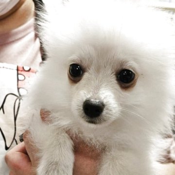 ポメラニアン【神奈川県・男の子・2025年1月31日・クリーム】の写真「健康診断問題なし。3回目ワクチン完了。💩良便」