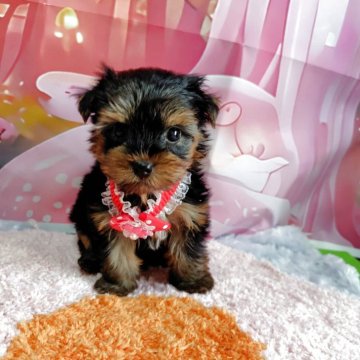 ヨークシャーテリア【神奈川県・女の子・2025年7月18日・スチールブルータン】の写真「これから仔犬らしく変わってきます！！」
