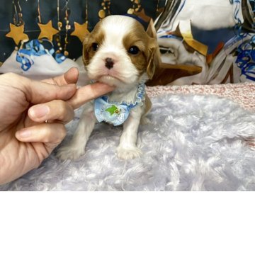 キャバリア【神奈川県・男の子・2025年10月28日・ブレンハイム】の写真「小ぶりタイプです。写真更新も見てね。」