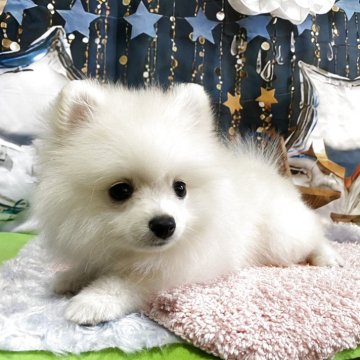 ポメラニアン【神奈川県・女の子・2025年8月30日・クリーム】の写真「真っ白もふもふ元気です。健康診断問題なし」
