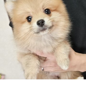 ポメラニアン【神奈川県・女の子・2025年4月29日・オレンジ】の写真「8月25日までの販売となります！」