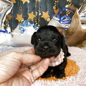 シュナプー(トイプードル×ミニチュアシュナウザー)【神奈川県・女の子・2025年10月23日・黒&ちょっぴり白】の写真「めちゃくちゃ可愛い💠です！」