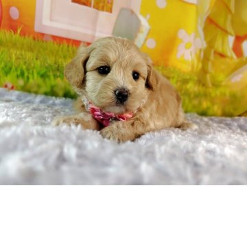 マルプー(マルチーズ×トイプードル)【神奈川県・女の子・2025年11月12日・クリームホワイト】の写真「これからどんどん可愛くなりますのよ。期待してね❣️」