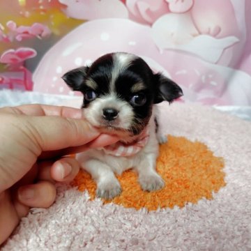 チワワ(ロング)【神奈川県・女の子・2025年9月28日・白黒】の写真「写真更新見て下さいね。」