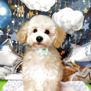 マルプープー【神奈川県・男の子・2025年7月9日・アプリコット】の写真「お迎えのお客様プレゼントあり！」