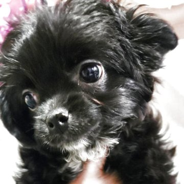 チワプー(トイプードル×チワワ)【神奈川県・女の子・2025年2月13日・ブラック】の写真「お腹見せ大好き💕実物は可愛いです！」