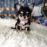 チワワ(ロング)