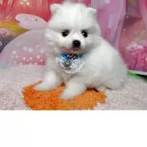 ポメラニアン