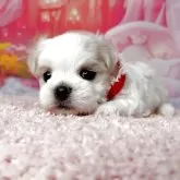 マルチーズ