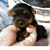 ヨークシャーテリア【神奈川県・女の子・2025年7月18日・スチールブルータン】の写真1「これから仔犬らしく変わってきます。」