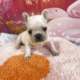 フレンチブルドッグ