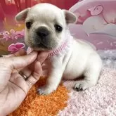 フレンチブルドッグ