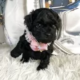 タイニープードル