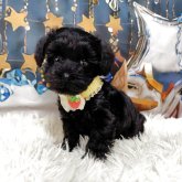 シュナプー(トイプードル×ミニチュアシュナウザー)