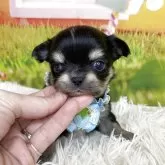 チワワ(ロング)【神奈川県・男の子・2025年11月29日・ブラックタン】の写真1