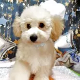 マルプープー【神奈川県・男の子・2025年7月9日・アプリコット】の写真2