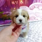 マルプー(マルチーズ×トイプードル)【神奈川県・男の子・2025年3月27日・クリーム&ホワイト】の写真5