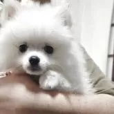 ポメラニアン【神奈川県・男の子・2025年8月30日・クリーム】の写真5