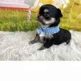 チワワ(ロング)【神奈川県・男の子・2025年11月29日・ブラックタン】の写真5