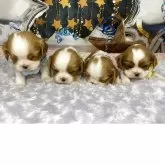 キャバリア【神奈川県・男の子・2025年10月28日・ブレンハイム】の写真6