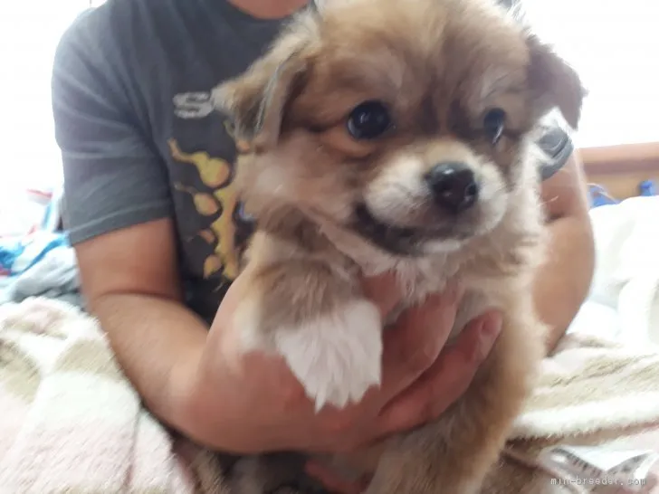 モコ 様のお迎えした子犬