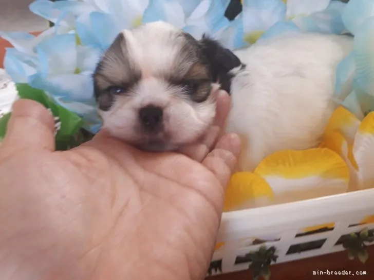 ID：1810-00119の子犬