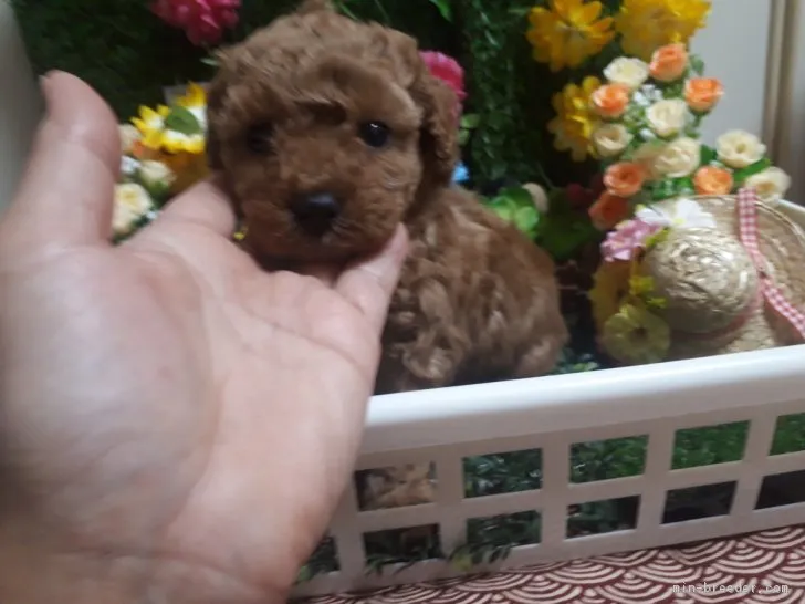 ID：1901-00111の子犬