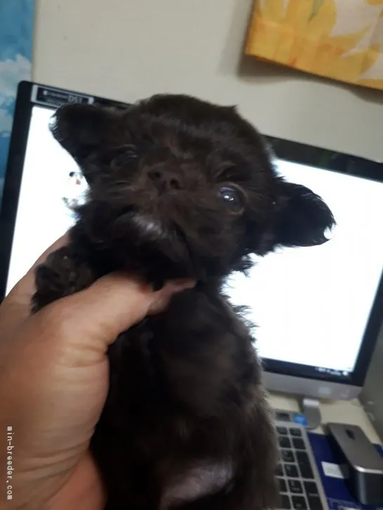 ID：1710-02537の子犬