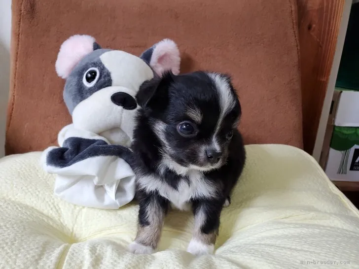 ID：2204-00508の子犬